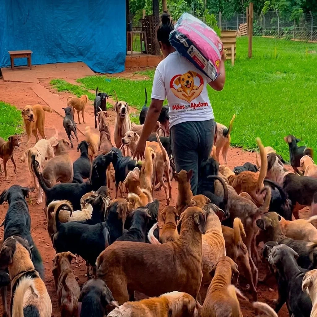 Integrante da equipe transportando ração entre diversos cães